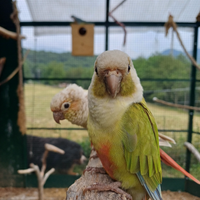 Pappagalli Pyrrhura Molinae