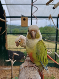 Pappagalli Pyrrhura Molinae