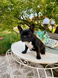 Cucciola di bulldog francese