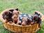 Immagine 11