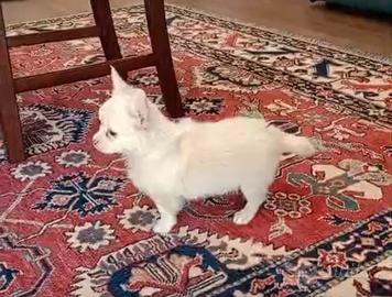 Cuccioli di chihuahua merlé