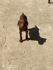 Cuccioli di bracco tedesco