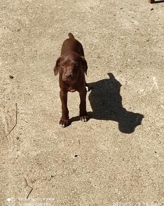 Cuccioli di bracco tedesco