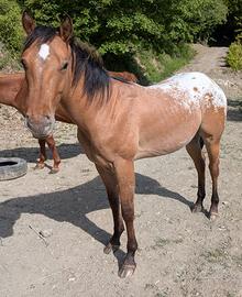 Appaloosa Puledro 2024