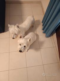 Westie