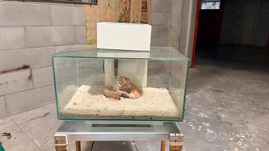 Askoll juwel edge 25 litri