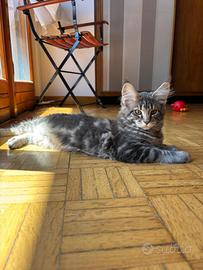 Main coon