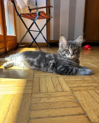 Main coon