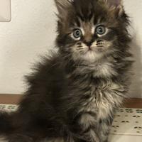 Maine Coon