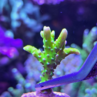 Anacropora Forbesi talea