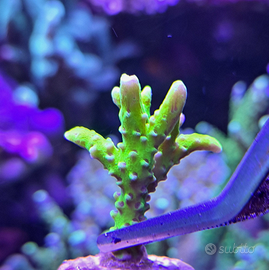 Anacropora Forbesi talea