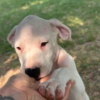 ?cuccioli di dogo argentino disponibili ?