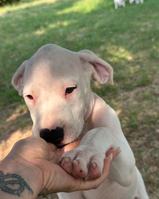 ?cuccioli di dogo argentino disponibili ?