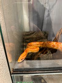 Serpente del grano "cornsnake" femmina