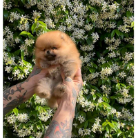 Pomerania Tea Cup