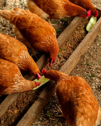 Galline