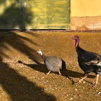Cambio Gallina faraone maschio