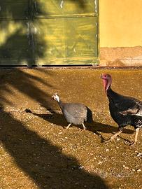 Cambio Gallina faraone maschio