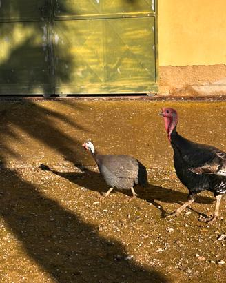 Cambio Gallina faraone maschio