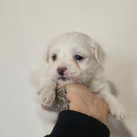 Cuccioli Maltipoo