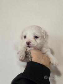 Cuccioli Maltipoo