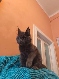 Maine Coon Blue SOLID pedigree