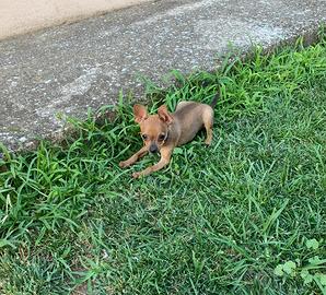 Cucciolo ti Pinscher