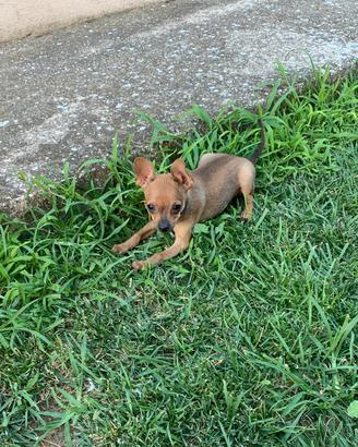 Cucciolo ti Pinscher