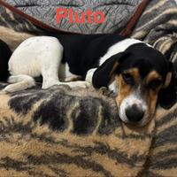 Simil Beagle e fratellini