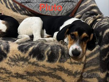 Simil Beagle e fratellini