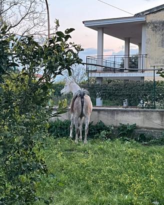 Cavalla araba