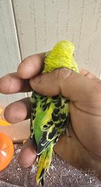 Cocorita