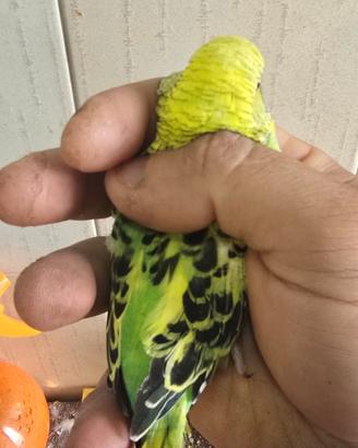 Cocorita