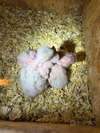 Pulli kakariki geezmond