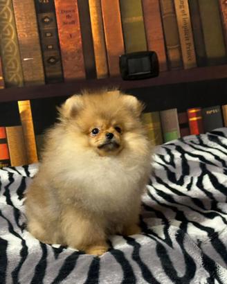 Cuccioli di Pomerania spitz nano