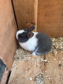 Cuccioli coniglietti nani