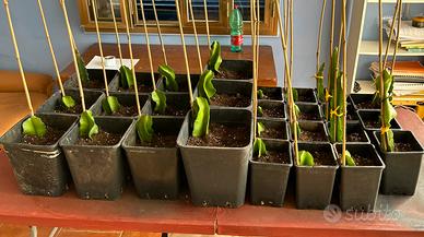 Cactus Pitaya, 🐉 Frutto del drago 🐉