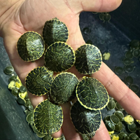 Tartarughe acqua Pseudemys Peninsularis INGROSSO