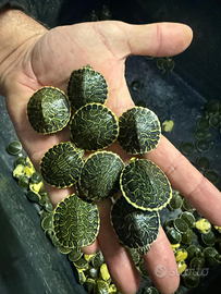 Tartarughe acqua Pseudemys Peninsularis INGROSSO