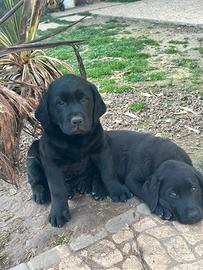 Labrador Retriever