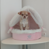 Cucciola chihuahua