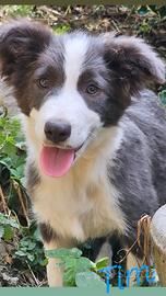 Border collie pedigree