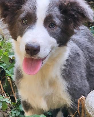 Border collie pedigree