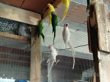 Pappagalli parrocchetti dal collare