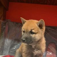 Shiba inu 2 mesi