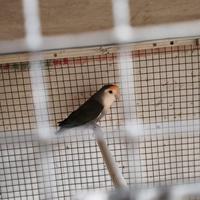 Calopsite e inseparabili