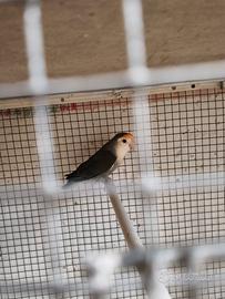 Calopsite e inseparabili