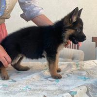 Cuccioli pastore tedesco
