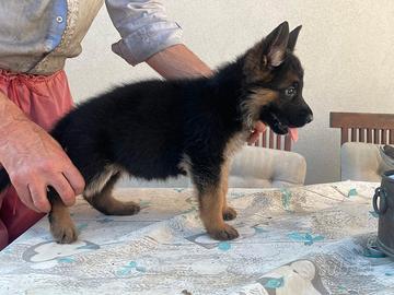 Cuccioli pastore tedesco
