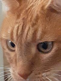 Amon dolce gingerino